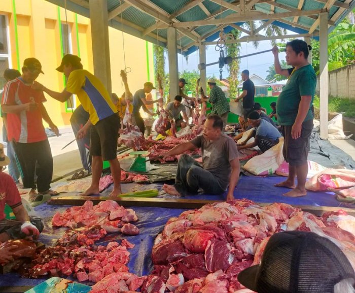 Sembelih 5 Sapi dan 1 Kambing, Jumlah Qurban di Masjid Jami Nurul Huda Lingga Kuamang Meningkat Sembelih 5 Sapi dan 1 Kambing, Jumlah Qurban di Masjid Jami Nurul Huda Lingga Kuamang Meningkat
